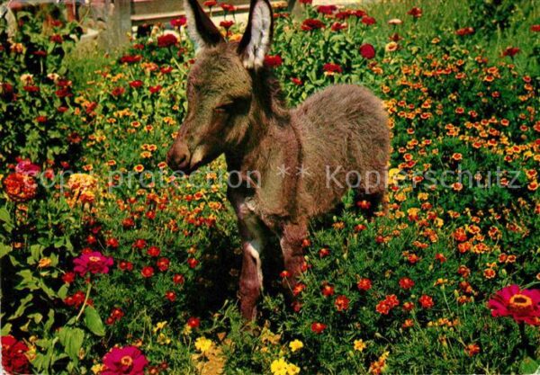 Esel Tiere