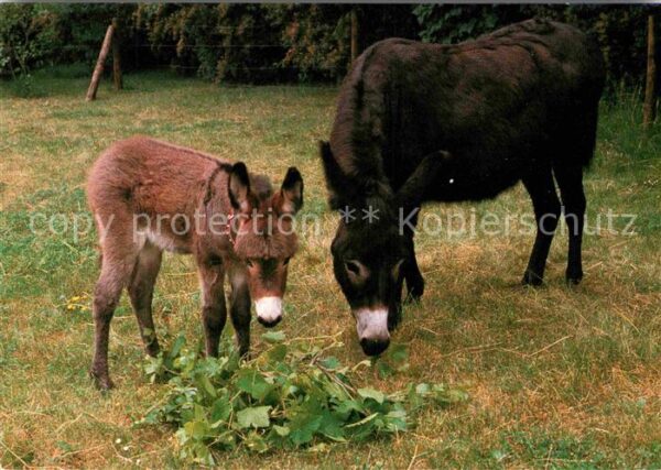 Esel Tiere Eselsfüllen Diakonissenanstalt Salem-Kö