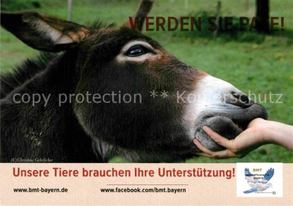 Esel Tiere Patenschaft Bmt-Bayern