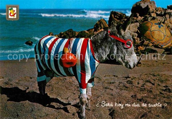 Esel Tiere Spanien