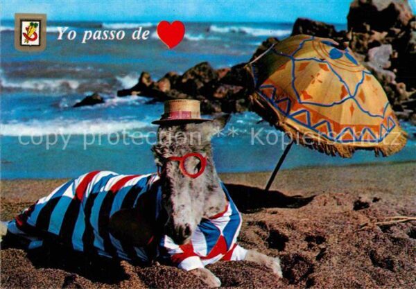 Esel Tiere Strand Spanien