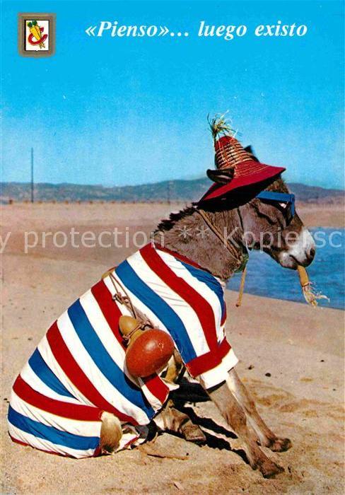 Esel Tiere Strand Spanien