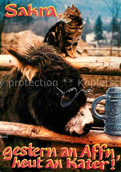 Esel Tiere Humor Bier Katze