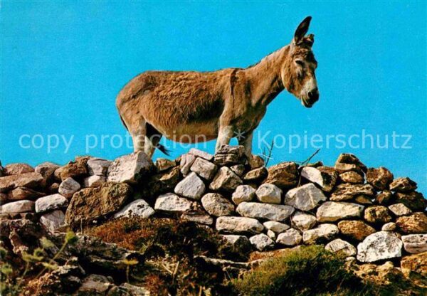 Esel Tiere Griechenland