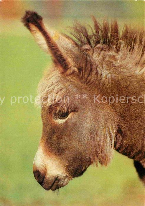 Esel Tiere Hirschfeld Tierpark