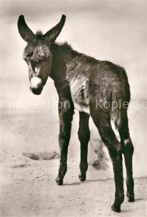 Esel Tiere Schwarzes Eselfohlen