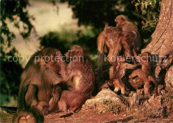 Affen Chacma Baboons Southern Africa Bärenpav
