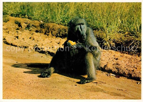 Affen Baboon Cape Peninsula