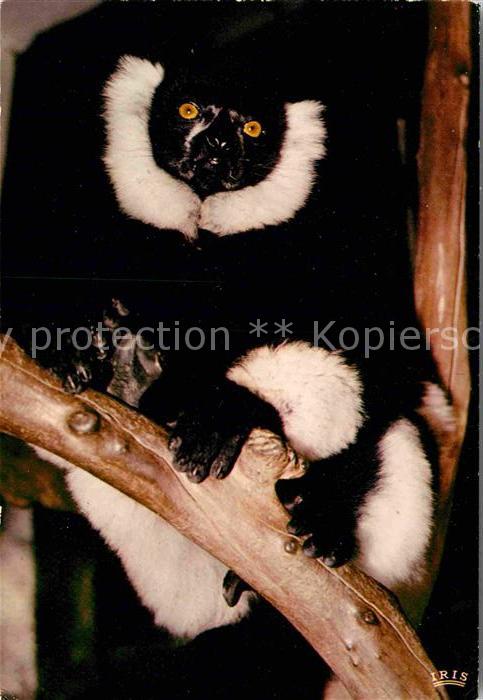 Affen Lemur Madagascar