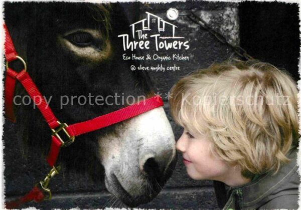 Esel Tiere The Three Towers Eco House Kylebrack We