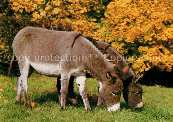 Esel Tiere