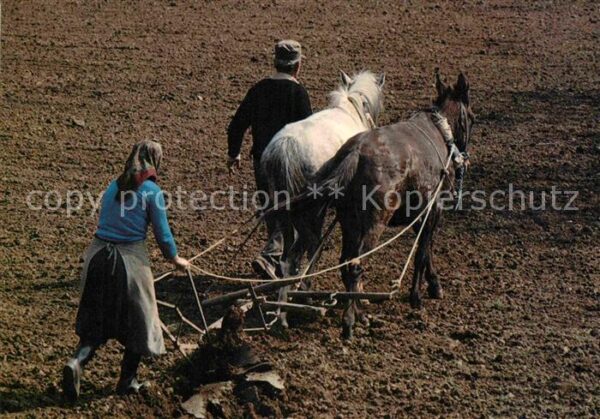 Landwirtschaft Pflug Esel