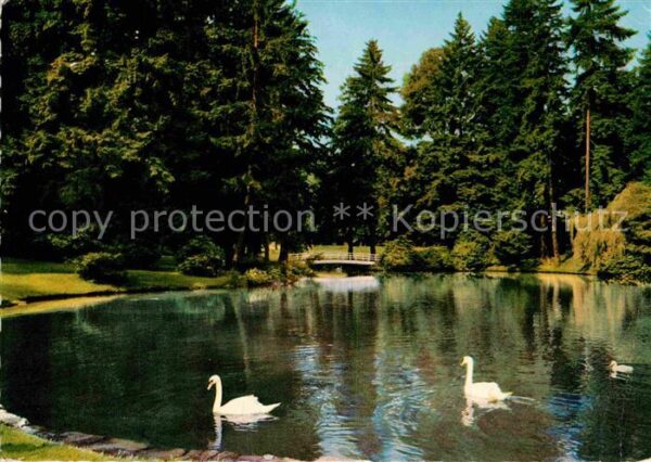 Bad Schwalbach Weiher im Kurpark Schwäne