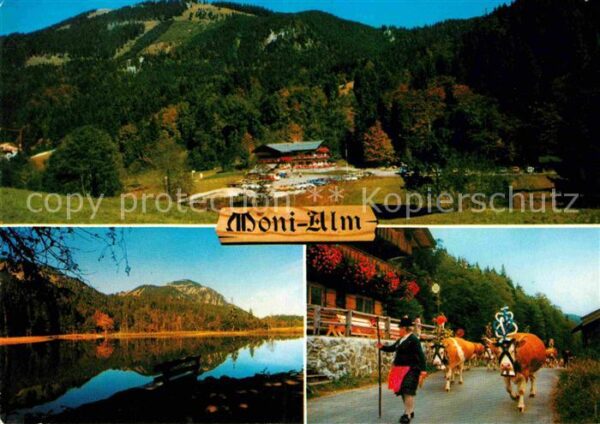 Rottach-Egern Gasthaus Cafe Moni Alm Almabtrieb Kühe
