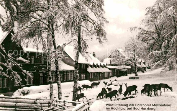 Bad Harzburg Wildfütterung am Harzhotel Molkenhaus i