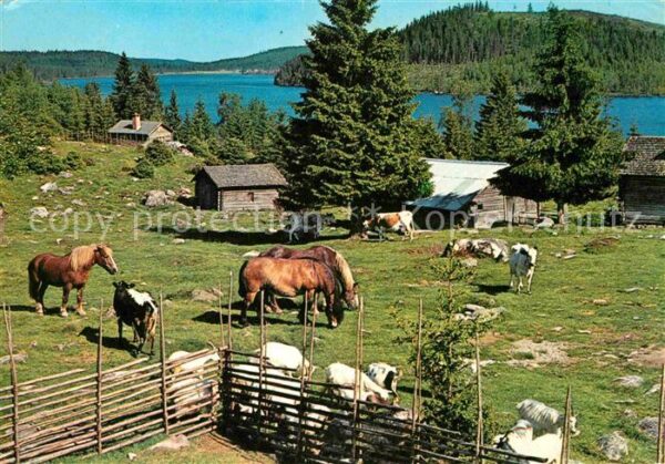 Dalarna Pa fäboden Auf der Weide Pferde Kühe
