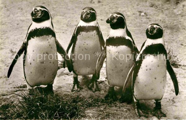 Pinguin Humboldt-Pinguine Zoo Berlin