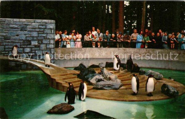 Pinguin Stanley Park Vancouver Canada