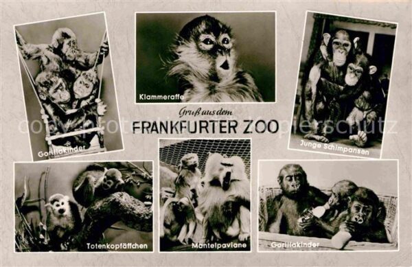 Zoo Frankfurt Gorillakinder Klammeraffe Sch