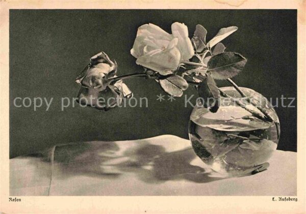 Rosen Foto L. Aufsberg