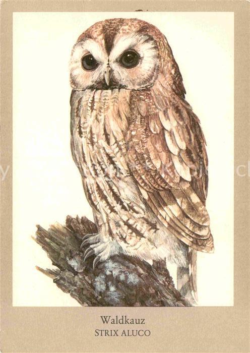 Voegel Waldkauz Strix Aluco Zeichnung Matthias