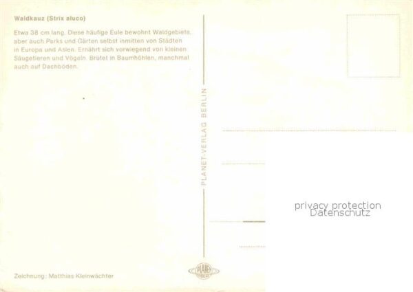 Voegel Waldkauz Strix Aluco Zeichnung Matthias – Bild 2