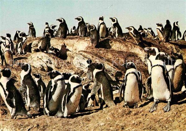 Pinguin Felseninsel Südküste