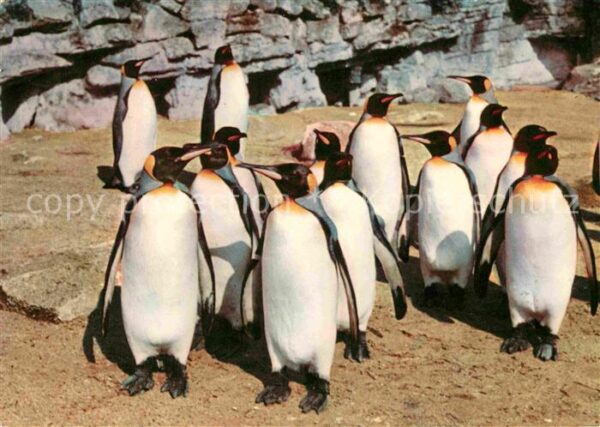 Hagenbeck Königspinguine Tierpark Hamburg-Stellin