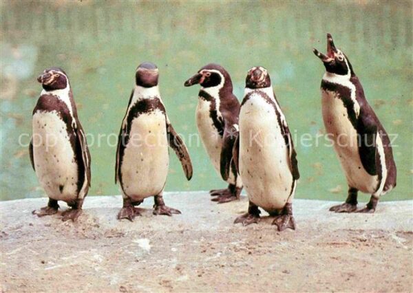 Pinguin Humboldt-Pinguin