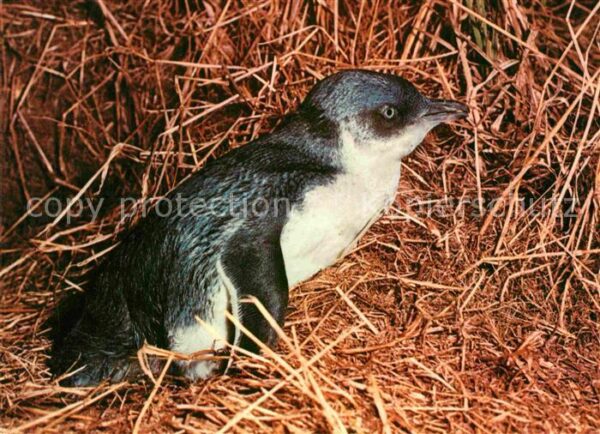 Pinguin Fairy Penguin New South Wales Australia