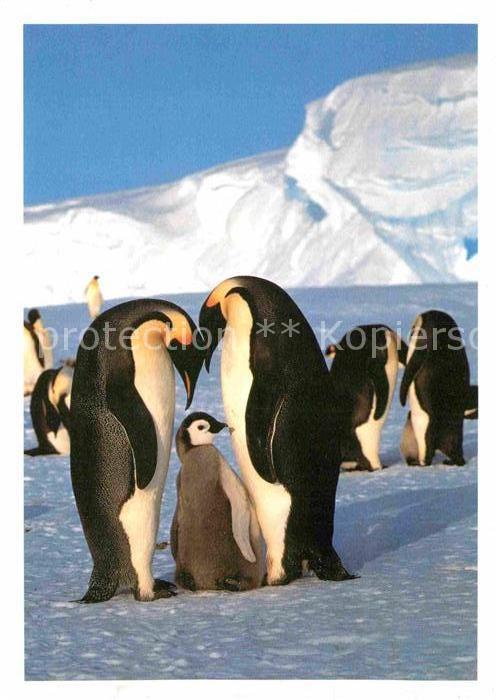 Pinguin Kaiserpinguinpaar mit Jungem