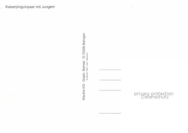 Pinguin Kaiserpinguinpaar mit Jungem – Bild 2