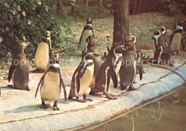 Pinguin Humboldt-Pinguine