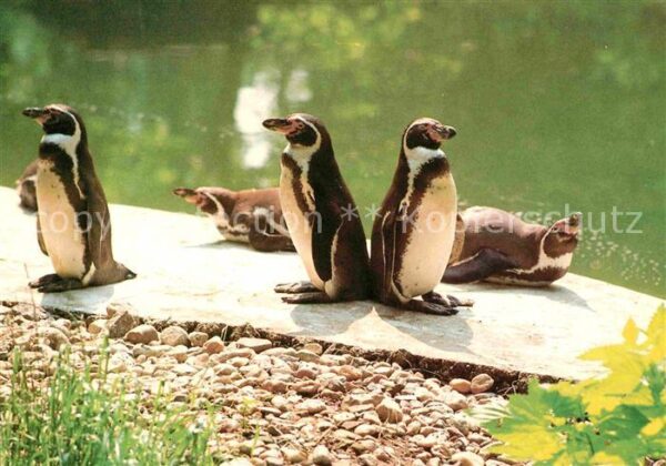 Pinguin Humboldt-Pinguin Spheniscus humboldti