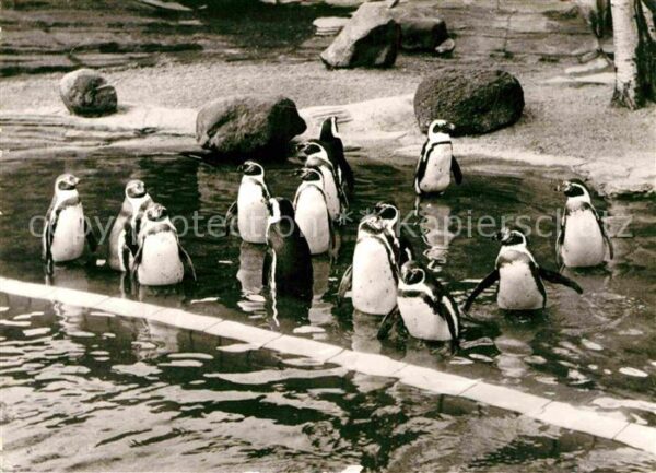 Pinguin Brillen- und Humboldt-Pinguine Zoo Leip