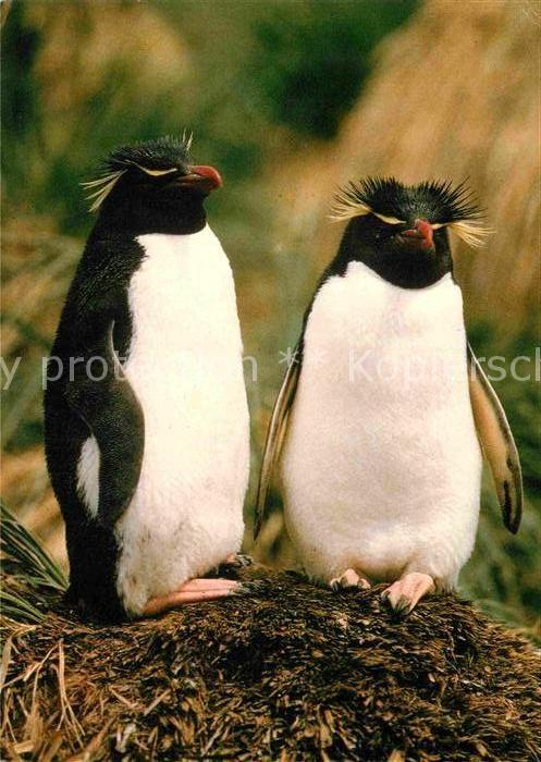 Pinguin Kronenpinguin