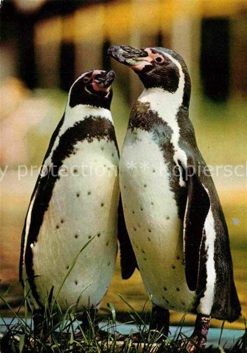 Pinguin Humboldtpinguine Zoo Dresden
