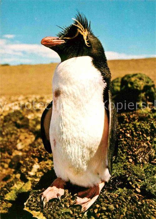 Pinguin Felsenpinguin