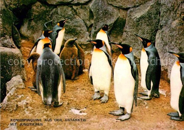 Pinguin Königspinguine Zoo Frankfurt