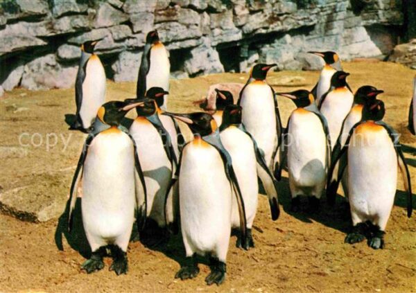 Pinguin Königspinguine Carl Hagenbecks Tierpark
