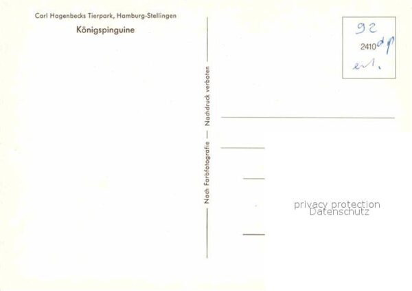 Pinguin Königspinguine Carl Hagenbecks Tierpark – Bild 2