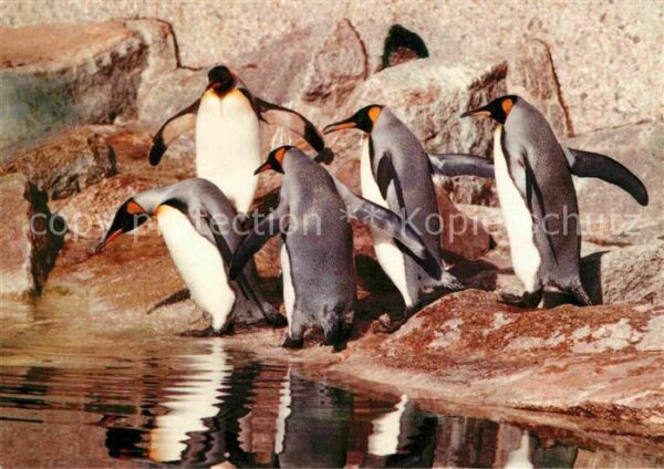 Pinguin Königspinguine Zoo Berlin