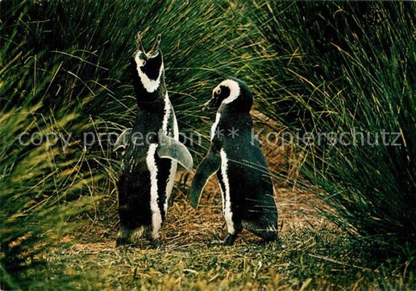 Pinguin