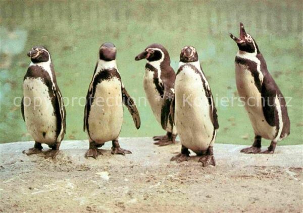 Pinguin Humboldt-Pinguine