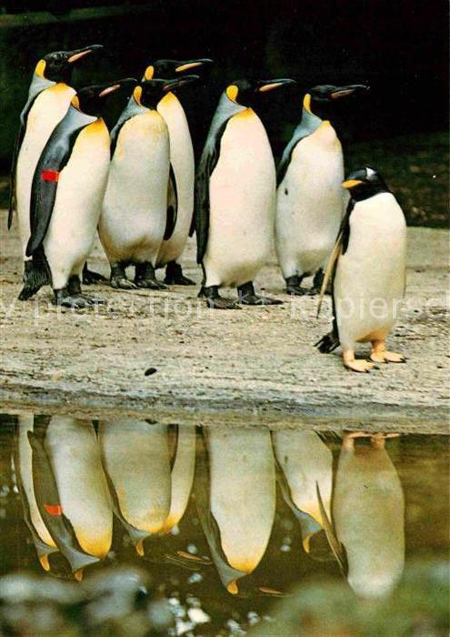 Pinguin Zoo Basel