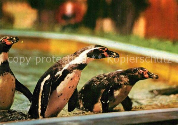 Pinguin Humboldtpinguine Zoo Dresden