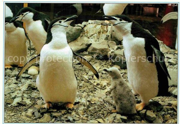 Pinguin Zügelpinguinen Meeresmuseum Stralsund