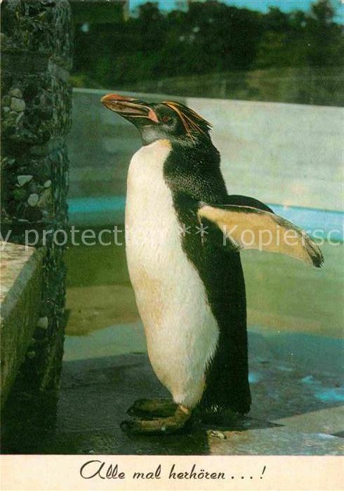 Pinguin Goldschopfpinguin
