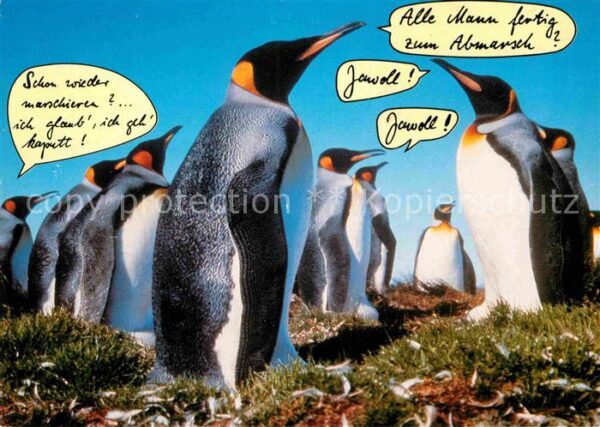 Pinguin Kaiserpinguine