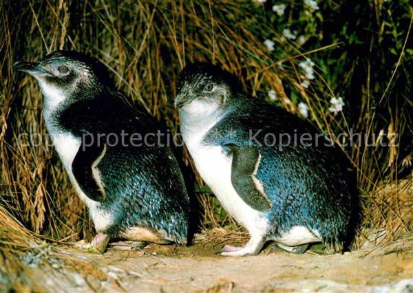 Pinguin Fairy Penguines Phillip Island Victoria